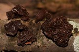Exidia recisa image