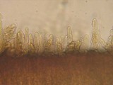 Stereum gausapatum image
