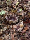 Sarcosphaera coronaria image