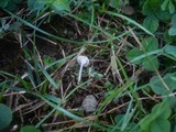 Hemimycena mairei image