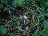 Hemimycena mairei image
