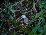 Hemimycena mairei image