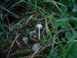 Hemimycena mairei image