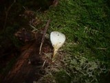 Image of Hohenbuehelia abietina