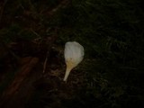 Hohenbuehelia abietina image