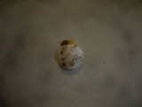 Hygrophorus discoxanthus image