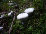 Hydnellum suaveolens image