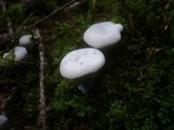 Hydnellum suaveolens image