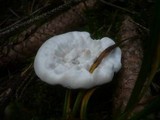 Hydnellum suaveolens image