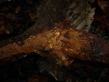 Hymenochaete cinnamomea image