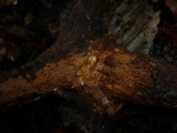 Hymenochaete cinnamomea image