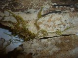 Peniophorella guttulifera image