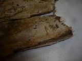 Peniophorella guttulifera image