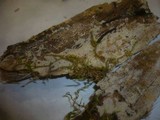 Peniophorella guttulifera image