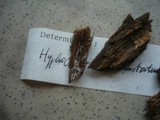 Hyphoderma incrustatum image