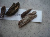 Hyphoderma incrustatum image