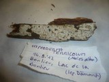 Conohypha terricola image