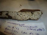 Conohypha terricola image