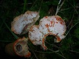 Hypomyces deformans image
