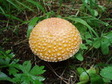 Amanita muscaria var. formosa image