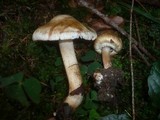 Inocybe bongardii image