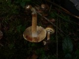 Inocybe bongardii image