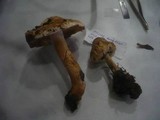 Inocybe bongardii image