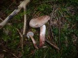 Inocybe cervicolor image
