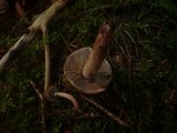 Inocybe cervicolor image