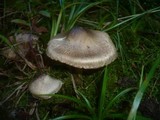 Inocybe corydalina image