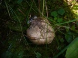 Inocybe corydalina image