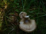 Inocybe corydalina image