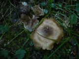 Inocybe corydalina image
