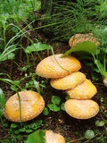 Amanita muscaria var. formosa image