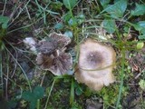 Inocybe corydalina image
