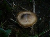 Inocybe corydalina image