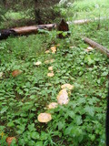 Amanita muscaria var. formosa image