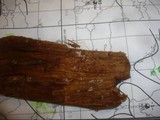 Lobulicium occultum image