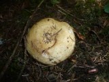 Lactarius intermedius image