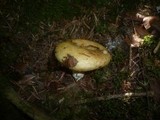 Lactarius intermedius image