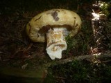 Lactarius intermedius image