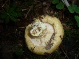 Lactarius intermedius image