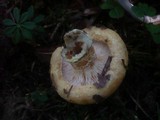 Lactarius intermedius image