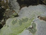 Acarospora placodiiformis image