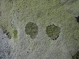Acarospora placodiiformis image