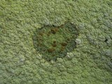 Acarospora placodiiformis image