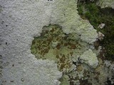 Acarospora placodiiformis image