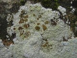 Acarospora placodiiformis image