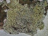 Acarospora placodiiformis image