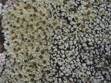 Acarospora placodiiformis image